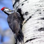 A woodpecker pecking at the tree bark