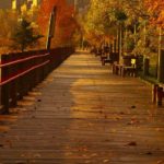 A boardwalk surrounded by fall leaves, some of which have fallen off the trees