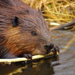 A close up of a beaver chewing a stick