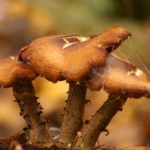 A closeup of mushrooms