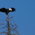 A bald eagle perched on a tree top