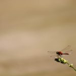 A firefly on a stem
