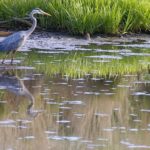 A heron walking through the pond looking for minnows