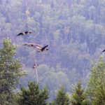 Canada Geese flying through the forest