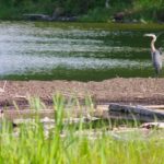 A heron in the lake