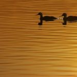 Loons in the water at sunset