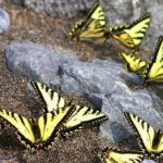 Yellow and black butterflies landing on rocks
